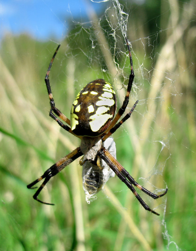 Spider