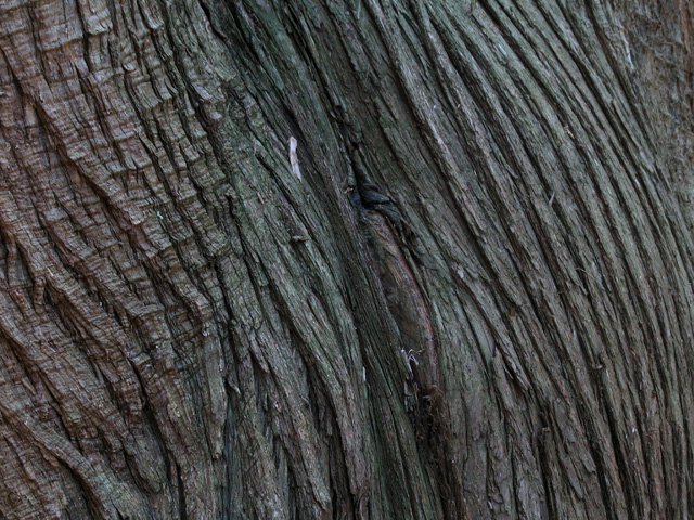 Cedar Bark