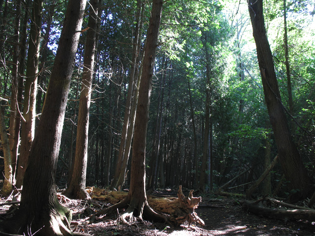 Cedar Forest