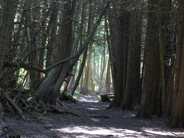 Cedar Forest 2
