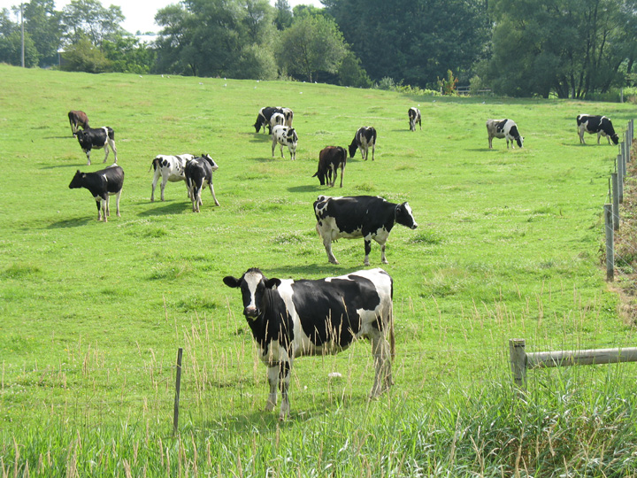 Holstein cows in field