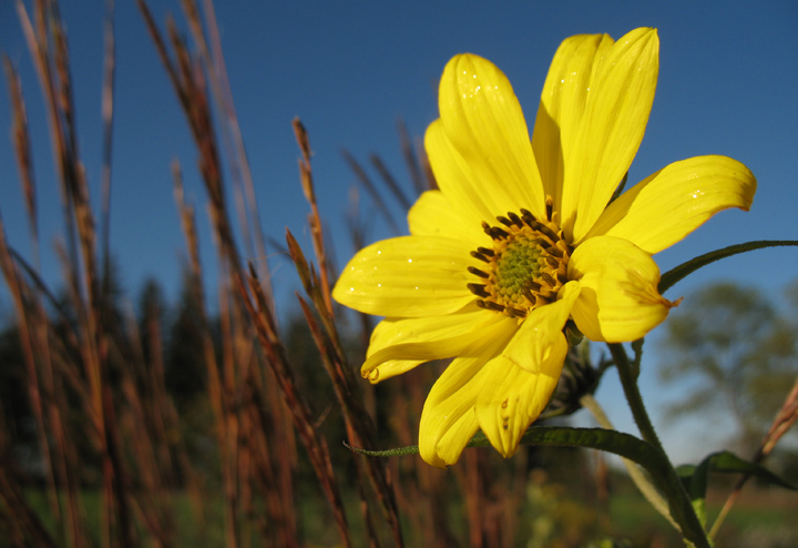 Yellow Flower