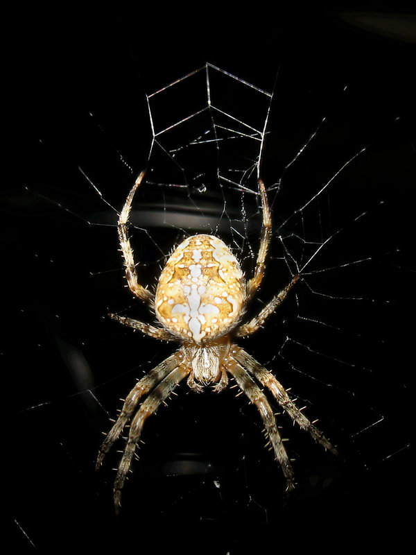 Orb Spider