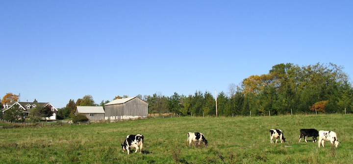 Holsteins Grazing