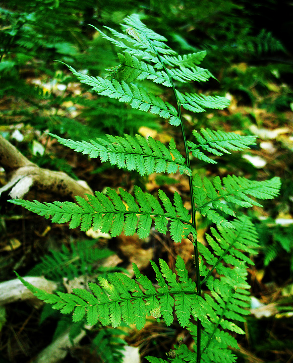 Fern