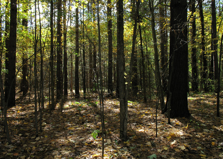 Shady Autumn Woods