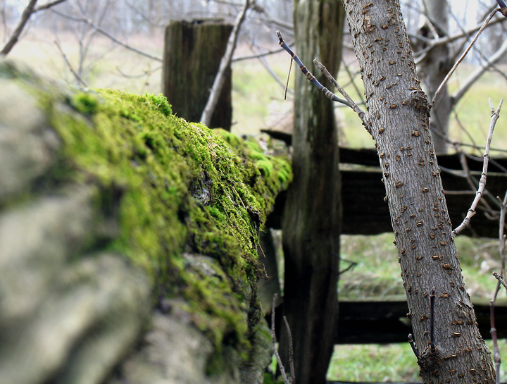 Mossy Fence