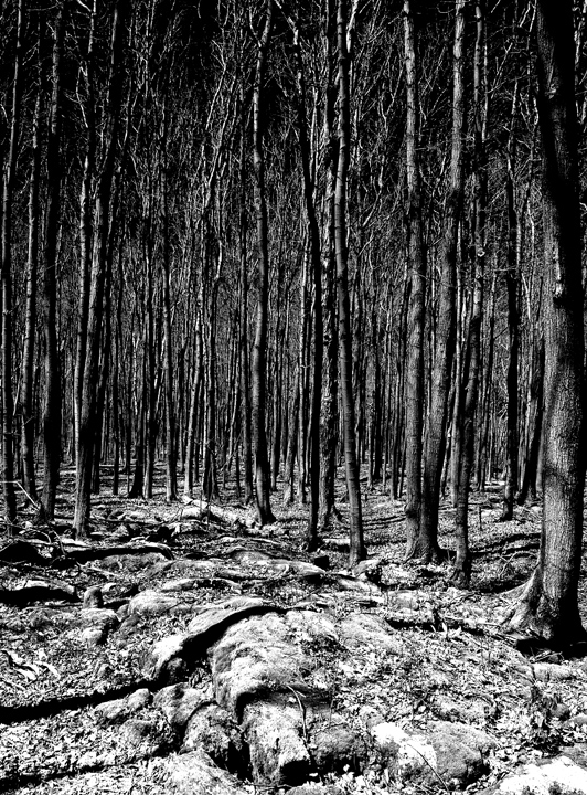 Black & White Forest