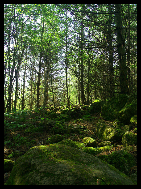 Verdant