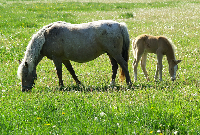 Horse and Foal