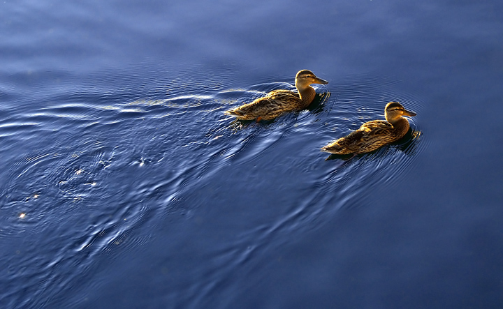 Two Ducks 