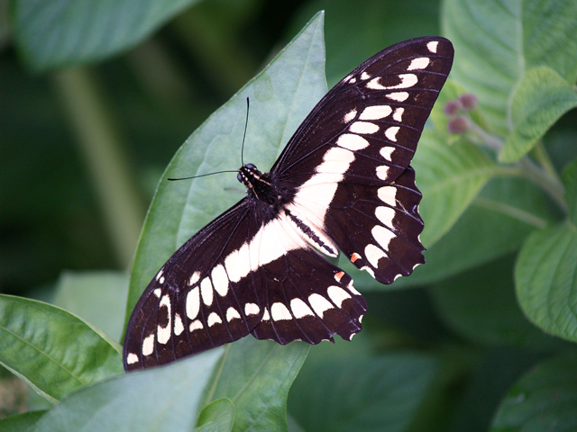 Butterfly