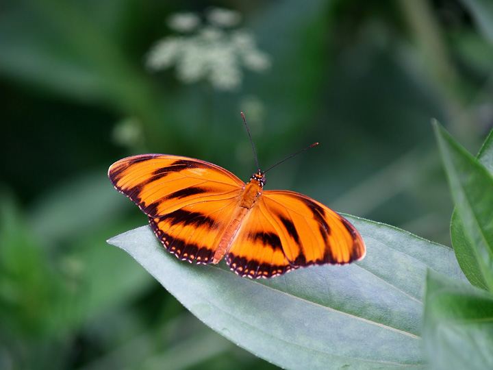 Butterfly 2