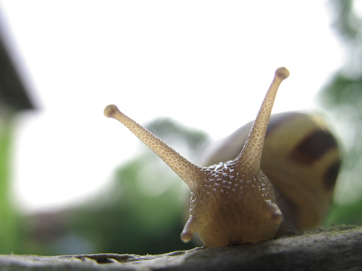 Snail