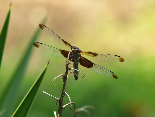 Dragonfly 2 