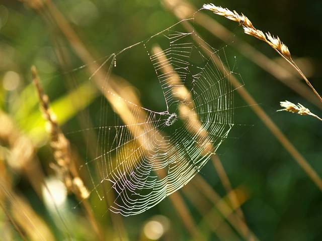 Spider Web 2