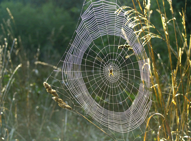 Spider Web 3 