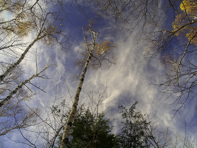 Skyward