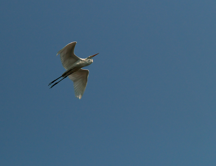 Crane