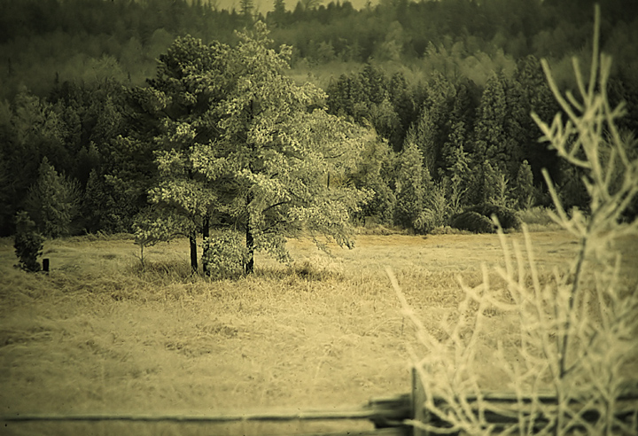Frosty Trees