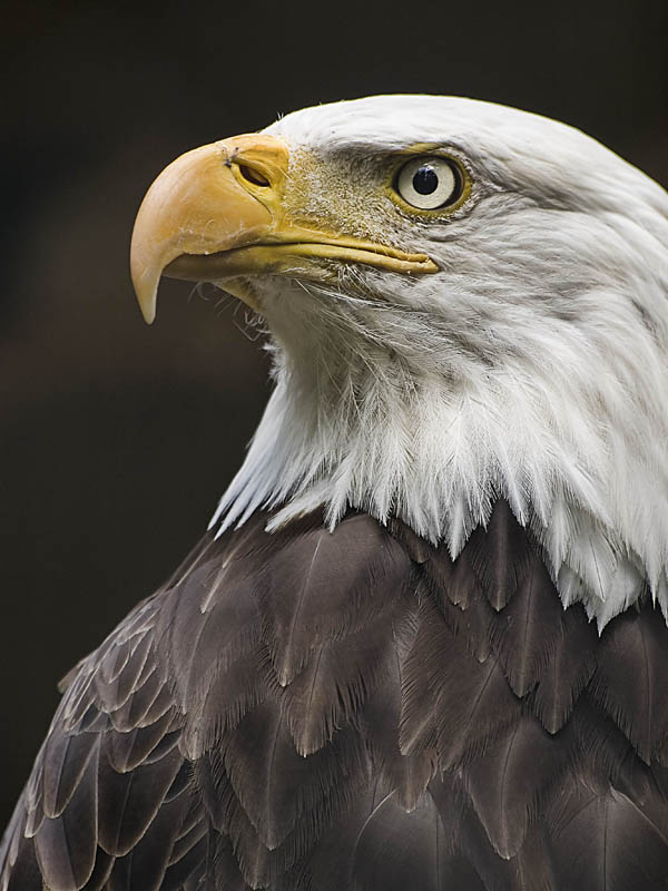 Bald Eagle Profile