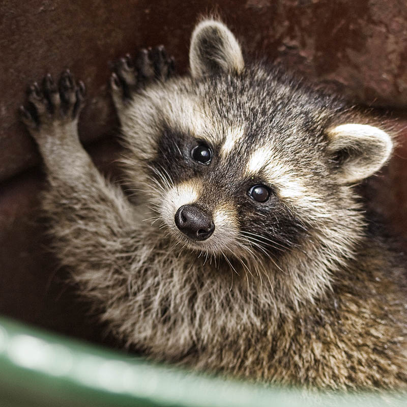 Trash Can Bandit
