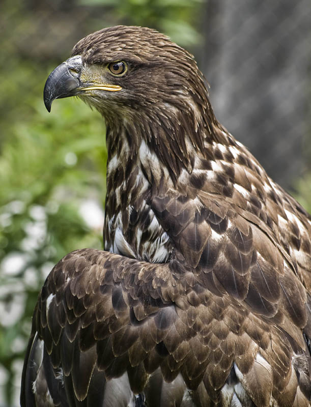 Young Bald Eagle 2