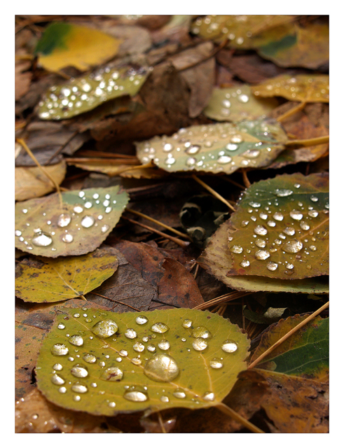 640-forest jewels.jpg