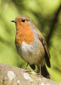 Red Red Robin