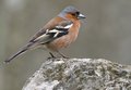 Chaffinch