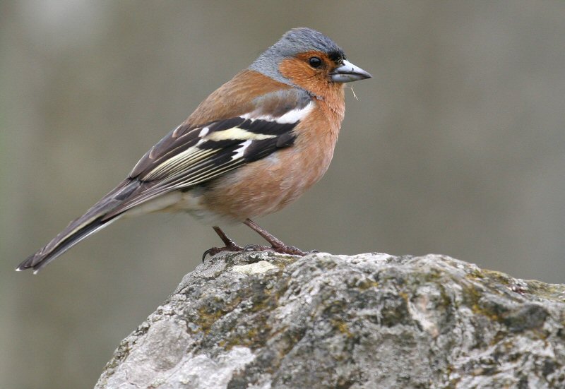Chaffinch
