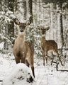 Young Buck