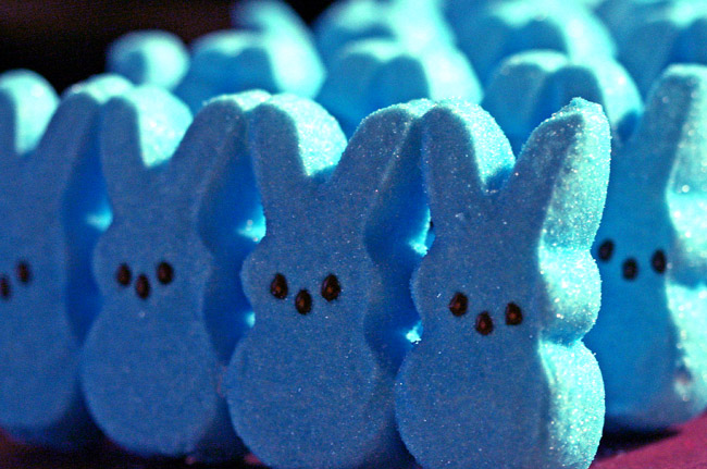 The Bunnies are Coming.jpg