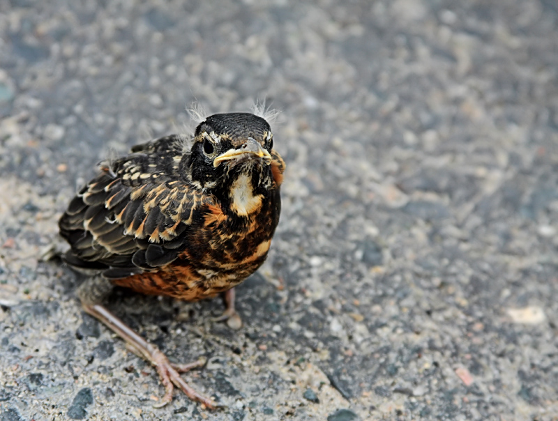 Baby Robin 002 edit