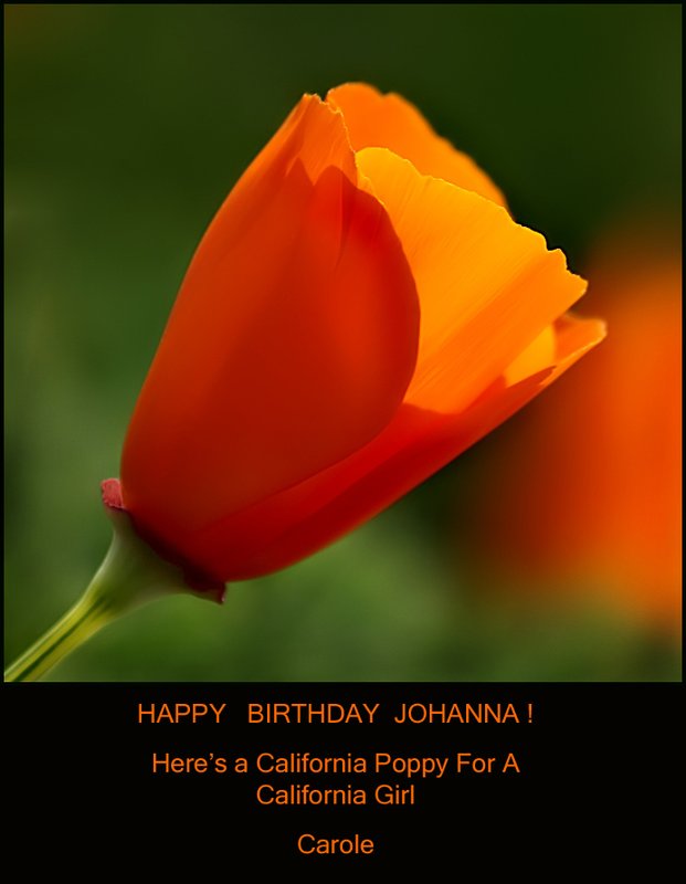 Orange Poppy 004 edit Happy Bday
