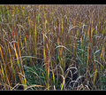 Grass