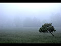 Fog Tree