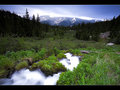 Timberline Light
