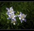 Columbine Trio