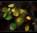 Changing Leaves