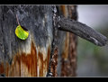 Hanging Leaf