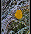 Amongst the Frozen
