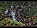 Old Stump