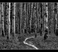 Through the Grove