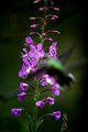 Blurred