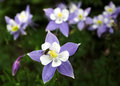 Columbine Too