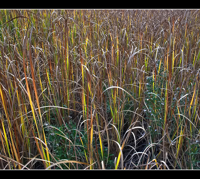 Grass