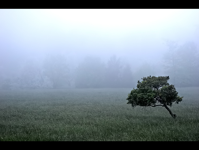 Fog Tree