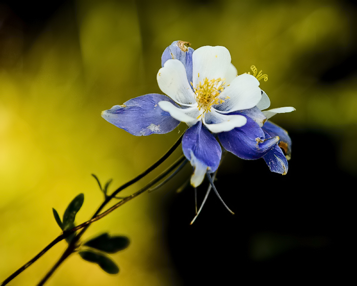 Columbine