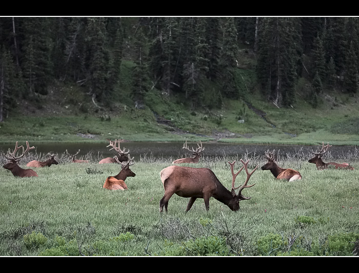 Mess o Elk